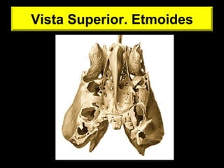 Vista Superior. Etmoides
 
