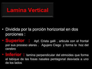 Lamina Vertical
• Dividida por la porción horizontal en dos
porciones :
• Superior : Apf. Crista galli , articula con el frontal
por sus proceso alares . Agujero Ciego y forma la hoz del
cerebro
• Inferior : lamina perpendicular del etmoides que forma
el tabique de las fosas nasales pentagonal desviada a uno
de los lados
 