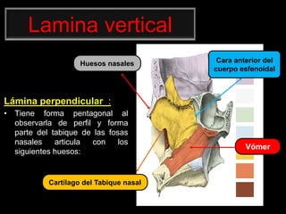 Lamina vertical
Lámina perpendicular :
• Tiene forma pentagonal al
observarla de perfil y forma
parte del tabique de las fosas
nasales articula con los
siguientes huesos:
Huesos nasales
Cartílago del Tabique nasal
Vómer
Cara anterior del
cuerpo esfenoidal
 