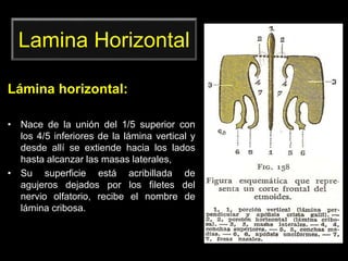Lamina Horizontal
Lámina horizontal:
• Nace de la unión del 1/5 superior con
los 4/5 inferiores de la lámina vertical y
desde allí se extiende hacia los lados
hasta alcanzar las masas laterales,
• Su superficie está acribillada de
agujeros dejados por los filetes del
nervio olfatorio, recibe el nombre de
lámina cribosa.
 