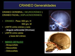 CRANEO Generalidades
CRANEO CEREBRAL ( NEUROCRÁNEO )
CRANEO FACIAL ( ESPLACNOCRÁNEO)
• CRANEO : Peso: 650 grs. H
550 grs. M
• LIMITE entre cráneo y cara
- Angulo esfenoidal (Virchow)
• LIMITE entre calota
y base del cráneo
• INDICE CEFALICO
- Braquicéfalo
- Mesocéfalo
- Dólicocéfalo
 