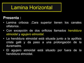 Lamina Horizontal
Presenta :
• Lamina cribosa ,Cara superior tienen los canales
olfatorios .
• Con excepción de dos orificios llamados hendidura
etmoidal y agujero etmoidal.
• La hendidura etmoidal está situada junto a la apófisis
crista galli y da paso a una prolongación de la
duramadre.
• El agujero etmoidal está situado por fuera de la
hendidura etmoidal.
 