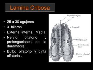 Lamina Cribosa
• 25 a 30 agujeros
• 3 hileras
• Externa ,interna , Media
• Nervio olfatorio y
prolongaciones de la
duramadre .
• Bulbo olfatorio y cinta
olfatoria .
 