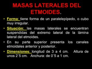 MASAS LATERALES DEL
ETMOIDES.
• Forma: tiene forma de un paralelepípedo, o cubo
muy irregular.
• Situación: las masas laterales se encuentran
suspendidas del extremo lateral de la lámina
lateral del etmoides.
• En su parte superior presenta los canales
etmoidales anterior y posterior.
• Dimensiones: longitud de 3 a 4 cm. Altura de
unos 2´5 cm. Anchura: de 0´5 a 1 cm.
 