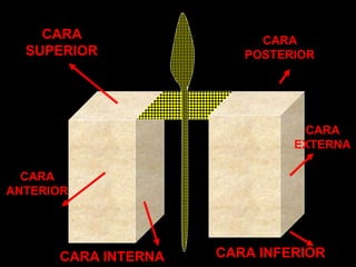 CARA
EXTERNA
CARA
SUPERIOR
CARA INTERNA CARA INFERIOR
CARA
ANTERIOR
CARA
POSTERIOR
 
