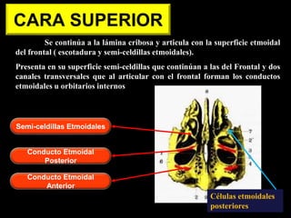 CARA SUPERIOR
Se continúa a la lámina cribosa y articula con la superficie etmoidal
del frontal ( escotadura y semi-celdillas etmoidales).
Presenta en su superficie semi-celdillas que continúan a las del Frontal y dos
canales transversales que al articular con el frontal forman los conductos
etmoidales u orbitarios internos
Células etmoidales
posteriores
Semi-celdillas Etmoidales
Conducto Etmoidal
Posterior
Conducto Etmoidal
Anterior
 