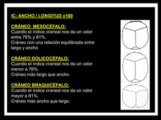 IC: ANCHO / LONGITUD x100
CRÁNEO MESOCÉFALO:
Cuando el índice craneal nos da un valor
entre 76% y 81%.
Cráneo con una relación equilibrada entre
largo y ancho
CRÁNEO DOLICOCÉFALO:
Cuando el índice craneal nos da un valor
menor a 76%.
Cráneo más largo que ancho.
CRÁNEO BRAQUICÉFALO:
Cuando el índice craneal nos da un valor
mayor a 81%.
Cráneo más ancho que largo.
 