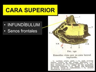 • INFUNDÍBULUM
• Senos frontales
CARA SUPERIOR
 