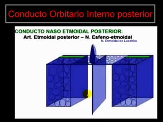 Conducto Orbitario Interno posterior
N. Etmoidal de Luschka
 