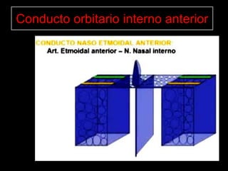 Conducto orbitario interno anterior
 