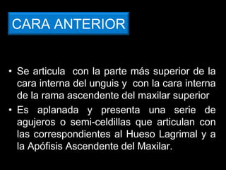 CARA ANTERIOR
• Se articula con la parte más superior de la
cara interna del unguis y con la cara interna
de la rama ascendente del maxilar superior
• Es aplanada y presenta una serie de
agujeros o semi-celdillas que articulan con
las correspondientes al Hueso Lagrimal y a
la Apófisis Ascendente del Maxilar.
 