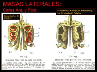 MASAS LATERALES:
Caras Ant. y Post.
Completan Las del
UNGUIS
Articula con . Cuerpo del Esfenoides y
Ap. Orbitaria del Palatino
 