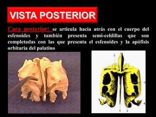 Cara posterior: se articula hacia atrás con el cuerpo del
esfenoides y también presenta semi-celdillas que son
completadas con las que presenta el esfenoides y la apófisis
orbitaria del palatino
 