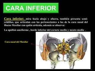 CARA INFERIOR
Cara inferior: mira hacia abajo y afuera, también presenta semi-
celdillas, que articulan con las pertenecientes a las de la cara nasal del
Hueso Maxilar con quién articula, además se observa:
La apófisis unciforme , borde inferior del cornete medio y meato medio .
Cara nasal del Maxilar
 