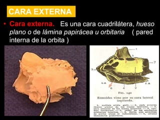 • Cara externa. Es una cara cuadrilátera, hueso
plano o de lámina papirácea u orbitaria ( pared
interna de la orbita )
CARA EXTERNA
 