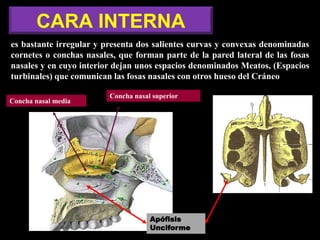 CARA INTERNA
es bastante irregular y presenta dos salientes curvas y convexas denominadas
cornetes o conchas nasales, que forman parte de la pared lateral de las fosas
nasales y en cuyo interior dejan unos espacios denominados Meatos, (Espacios
turbinales) que comunican las fosas nasales con otros hueso del Cráneo
Concha nasal media
Concha nasal superior
Apófisis
Unciforme
 