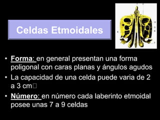 • Forma: en general presentan una forma
poligonal con caras planas y ángulos agudos
• La capacidad de una celda puede varia de 2
a 3 cm
• Número: en número cada laberinto etmoidal
posee unas 7 a 9 celdas
Celdas Etmoidales
 