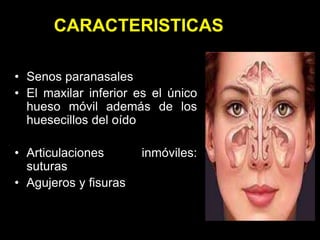CARACTERISTICAS
• Senos paranasales
• El maxilar inferior es el único
hueso móvil además de los
huesecillos del oído
• Articulaciones inmóviles:
suturas
• Agujeros y fisuras
 