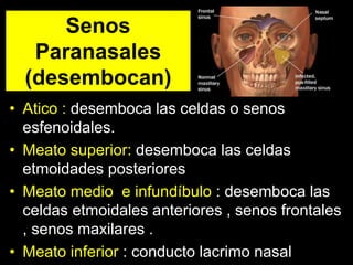 Senos
Paranasales
(desembocan)
• Atico : desemboca las celdas o senos
esfenoidales.
• Meato superior: desemboca las celdas
etmoidades posteriores
• Meato medio e infundíbulo : desemboca las
celdas etmoidales anteriores , senos frontales
, senos maxilares .
• Meato inferior : conducto lacrimo nasal
 