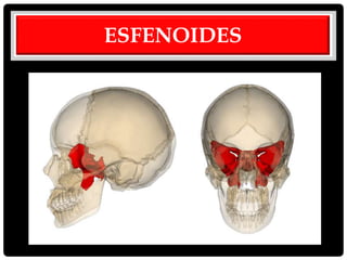 ESFENOIDES
 