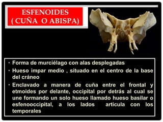 ESFENOIDES
( CUÑA O ABISPA)
• Forma de murciélago con alas desplegadas
• Hueso impar medio , situado en el centro de la base
del cráneo
• Enclavado a manera de cuña entre el frontal y
etmoides por delante, occipital por detrás al cual se
une formando un solo hueso llamado hueso basilar o
esfenooccipital, a los lados articula con los
temporales
 
