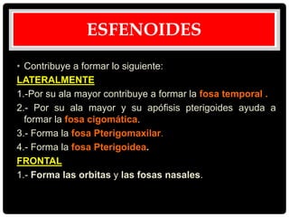 • Contribuye a formar lo siguiente:
LATERALMENTE
1.-Por su ala mayor contribuye a formar la fosa temporal .
2.- Por su ala mayor y su apófisis pterigoides ayuda a
formar la fosa cigomática.
3.- Forma la fosa Pterigomaxilar.
4.- Forma la fosa Pterigoidea.
FRONTAL
1.- Forma las orbitas y las fosas nasales.
ESFENOIDES
 