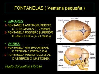 FONTANELAS ( Ventana pequeña )
• IMPARES
1- FONTANELA ANTEROSUPERIOR
O BREGMATICA ( 1-2 meses)
2- FONTANELA POSTEROSUPERIOR
O LAMBDOIDEA (7- 21 meses)
• PARES:
1- FONTANELA ANTEROLATERAL
O PTERION 0 ESFENOIDAL
2- FONTANELA POSTEROLATERAL
O ASTERION O MASTOIDEA
Tejido Conjuntivo Fibroso
 