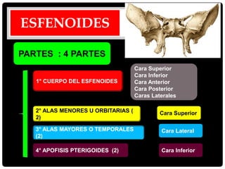 PARTES : 4 PARTES
1° CUERPO DEL ESFENOIDES
4° APOFISIS PTERIGOIDES (2)
2° ALAS MENORES U ORBITARIAS (
2)
3° ALAS MAYORES O TEMPORALES
(2)
Cara Superior
Cara Lateral
Cara Inferior
Cara Superior
Cara Inferior
Cara Anterior
Cara Posterior
Caras Laterales
ESFENOIDES
 