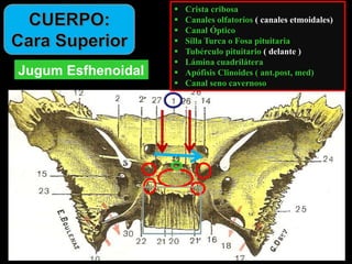 Jugum Esfhenoidal
 Crista cribosa
 Canales olfatorios ( canales etmoidales)
 Canal Óptico
 Silla Turca o Fosa pituitaria
 Tubérculo pituitario ( delante )
 Lámina cuadrilátera
 Apófisis Clinoides ( ant.post, med)
 Canal seno cavernoso
 