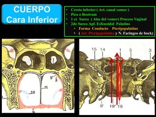 • Cresta inferior ( Art. canal vomer )
• Pico o Rostrum
• 1 er Surco ( Alas del vomer) Proceso Vaginal
• 2do Surco Apf. Esfenoidal Palatino
• Forma Conducto Pterigopalatino
• ( Art .Pterigopalatina y N. Faringeo de bock)
CUERPO
Cara Inferior
 