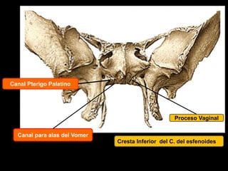 Cresta Inferior del C. del esfenoides
Proceso Vaginal
Canal Pterigo Palatino
Canal para alas del Vomer
 