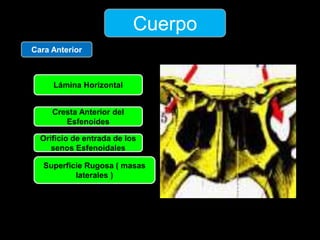 Cuerpo
Cara Anterior
Lámina Horizontal
Cresta Anterior del
Esfenoides
Orificio de entrada de los
senos Esfenoidales
Superficie Rugosa ( masas
laterales )
 