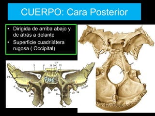 CUERPO: Cara Posterior
• Dirigida de arriba abajo y
de atrás a delante
• Superficie cuadrilátera
rugosa ( Occipital)
 