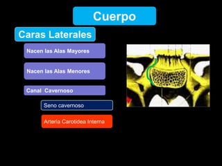Caras Laterales
Cuerpo
Nacen las Alas Mayores
Nacen las Alas Menores
Canal Cavernoso
Seno cavernoso
Arteria Carotidea Interna
 