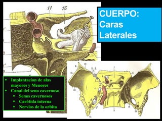 CUERPO:
Caras
Laterales
 Implantacion de alas
mayores y Menores
 Canal del seno cavernoso
 Senos cavernosos
 Carótida interna
 Nervios de la orbita
 