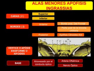 ALAS MENORES APOFISIS
INGRASSIAS
CARAS ( 2 )
Atravesado por el
conducto óptico
BORDES ( 2)
BASE
VERTICE O APÓSIS
ENSIFORME O
XIFOIDES
Superior
inferior
Posterior
Anterior Borde post. Del Frontal
Parte post de la bóveda
orbitaria
Apófisis Clinoides Ant
Arteria Oftálmica
Nervio Óptico
 