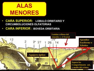 • CARA SUPERIOR: LOBULO ORBITARIO Y
CIRCUMBOLUCIONES OLFATORIAS
• CARA INFERIOR : BOVEDA ORBITARIA
-Agujero óptico
Separa los
Compartimento ant.
y medio del cráneo
Lamina cribosa del
etmoides y el frontal
Apendice
Enciforme o
Xifoides
ALAS
MENORES
 
