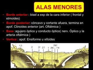 • Borde anterior : bisel a exp de la cara inferior ( frontal y
etmoides)
• Borde posterior: cóncavo y cortante afuera, termina en
apof. Clinoides anterior (art. Oftálmica )
• Base :agujero óptico y conducto óptico( nerv. Óptico y la
arteria oftálmica )
• Vertice : apof. Ensiforme u xifoides
ALAS MENORES
 