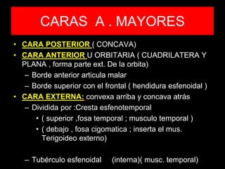 CARAS A . MAYORES
• CARA POSTERIOR ( CONCAVA)
• CARA ANTERIOR U ORBITARIA ( CUADRILATERA Y
PLANA , forma parte ext. De la orbita)
– Borde anterior articula malar
– Borde superior con el frontal ( hendidura esfenoidal )
• CARA EXTERNA: convexa arriba y concava atrás
– Dividida por :Cresta esfenotemporal
• ( superior ,fosa temporal ; musculo temporal )
• ( debajo , fosa cigomatica ; inserta el mus.
Terigoideo externo)
– Tubérculo esfenoidal (interna)( musc. temporal)
 