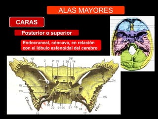 ALAS MAYORES
CARAS
Posterior o superior
Endocraneal, cóncava, en relación
con el lóbulo esfenoidal del cerebro
 