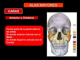 ALAS MAYORES
CARAS
Anterior u Orbitaria
Forma parte de la pared externa
de órbita
Su borde anterior articula con el
Malar
Su borde Superior articula con el
Frontal
 
