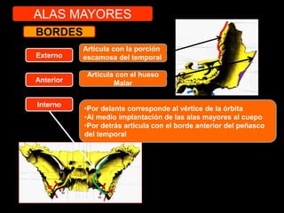 BORDES
Anterior
Externo
Interno
Articula con el hueso
Malar
Articula con la porción
escamosa del temporal
•Por delante corresponde al vértice de la órbita
•Al medio implantación de las alas mayores al cuepo
•Por detrás articula con el borde anterior del peñasco
del temporal
ALAS MAYORES
 