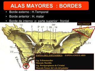 • Borde externo : H.Temporal
• Borde anterior : H. malar
• Borde de interno: p: parte superior : frontal
ESPINA DEL ESFENOIDES; ESPINAANGULARIS
Lig. Esfenomaxilar
Músculo Martillo
Lig. Pterigoespinoso de Civinini
Musculo Tensor del velo del paladar
Para el frontal
ALAS MAYORES : BORDES
 