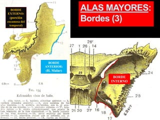 ALAS MAYORES:
Bordes (3)
BORDE
EXTERNO:
(porción
escamosa del
temporal)
BORDE
ANTERIOR:
(H. Malar)
BORDE
INTERNO
 