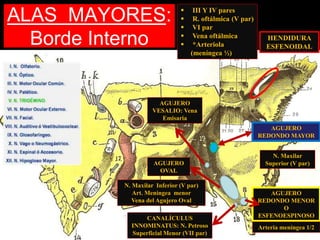 ALAS MAYORES:
Borde Interno HENDIDURA
ESFENOIDAL
 III Y IV pares
 R. oftálmica (V par)
 VI par
 Vena oftálmica
 *Arteriola
(meníngea ½)
N. Maxilar
Superior (V par)
AGUJERO
REDONDO MAYOR
AGUJERO
OVAL
N. Maxilar Inferior (V par)
Art. Meníngea menor
Vena del Agujero Oval
AGUJERO
REDONDO MENOR
O
ESFENOESPINOSO
Arteria meníngea 1/2
AGUJERO
VESALIO: Vena
Emisaria
CANALÍCULUS
INNOMINATUS: N. Petroso
Superficial Menor (VII par)
 