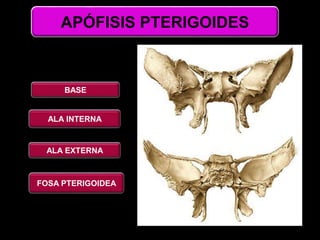 APÓFISIS PTERIGOIDES
BASE
ALA INTERNA
ALA EXTERNA
FOSA PTERIGOIDEA
 