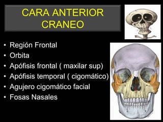 CARA ANTERIOR
CRANEO
• Región Frontal
• Orbita
• Apófisis frontal ( maxilar sup)
• Apófisis temporal ( cigomático)
• Agujero cigomático facial
• Fosas Nasales
 