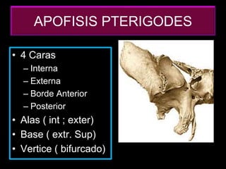 APOFISIS PTERIGODES
• 4 Caras
– Interna
– Externa
– Borde Anterior
– Posterior
• Alas ( int ; exter)
• Base ( extr. Sup)
• Vertice ( bifurcado)
 