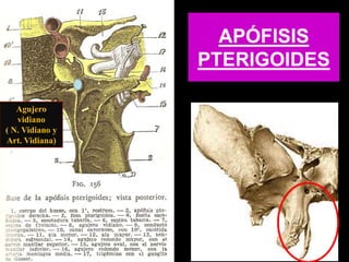 APÓFISIS
PTERIGOIDES
Agujero
vidiano
( N. Vidiano y
Art. Vidiana)
 