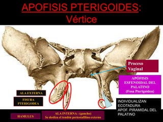 APOFISIS PTERIGOIDES:
Vértice
ALA INTERNA : (gancho)
Se desliza el tendón periestafilino externo
ALA EXTERNA
APÓFISIS
ESFENOIDAL DEL
PALATINO
(Fosa Pterigoidea)
Proceso
Vaginal
INDIVIDUALIZAN
ECOTADURA
APOF. PIRAMIDAL DEL
PALATINO
HAMULUS
FISURA
PTERIGODEA
 